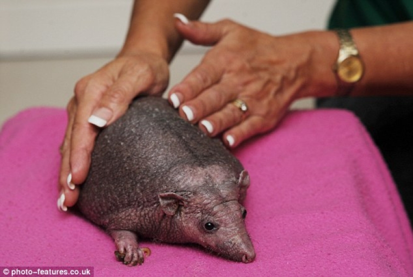 A hedgehog without needles needs regular massage to survive