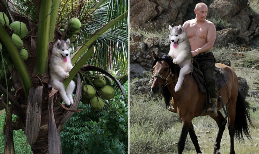 A husky puppy got stuck on a palm tree, and the Internet decided to help with photojabs