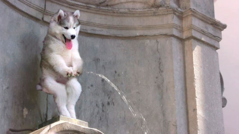 A husky puppy got stuck on a palm tree, and the Internet decided to help with photojabs