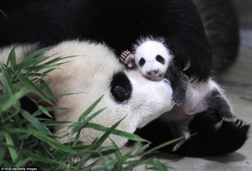 A little panda from Shanghai turned one month old, and she is already very active