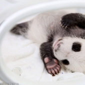 A little panda from Shanghai turned one month old, and she is already very active