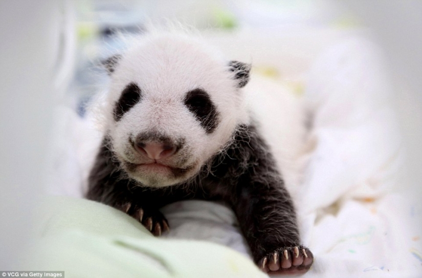 A little panda from Shanghai turned one month old, and she is already very active