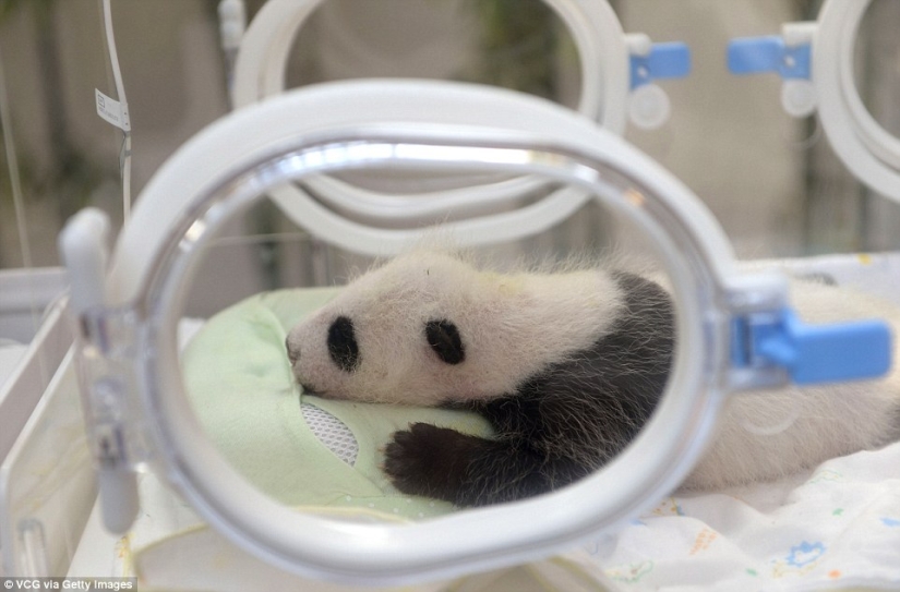 A little panda from Shanghai turned one month old, and she is already very active