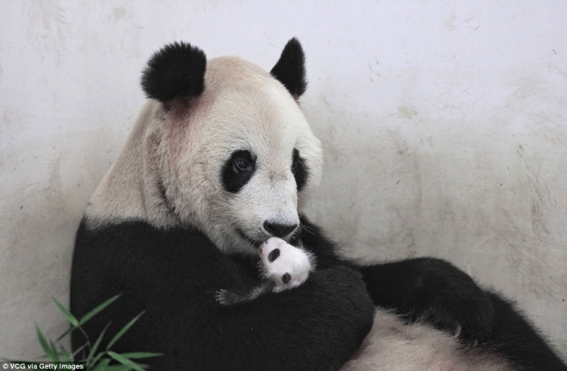 A little panda from Shanghai turned one month old, and she is already very active