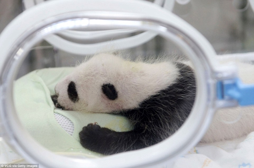 A little panda from Shanghai turned one month old, and she is already very active