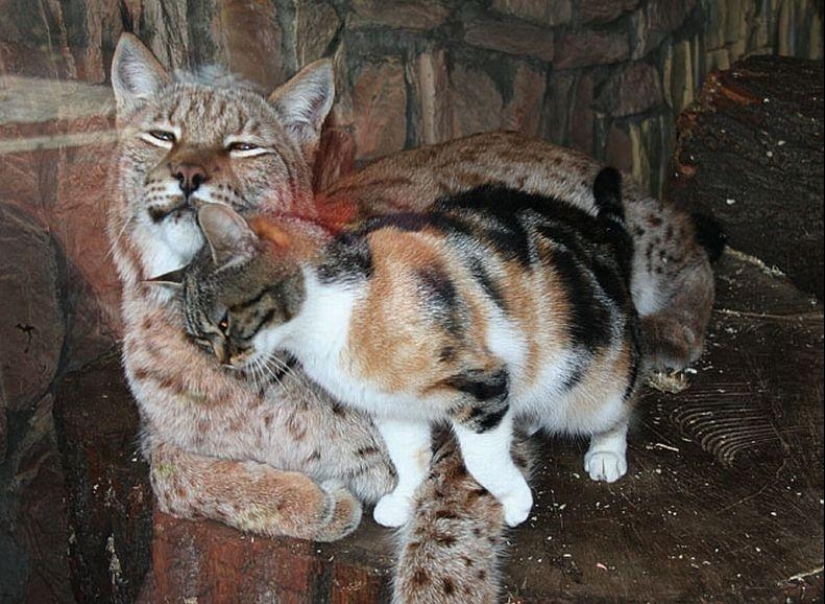 A lynx and a cat are friends from the Leningrad Zoo