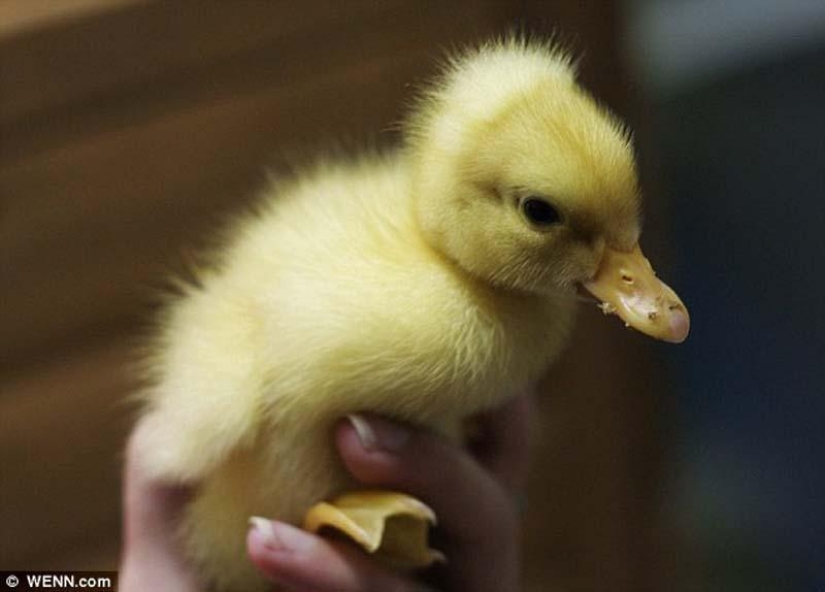 A newborn and not an ugly duckling at all