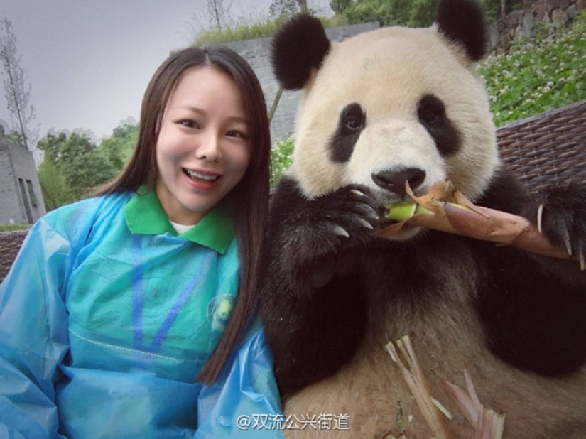 A panda that will beat anyone in terms of selfies