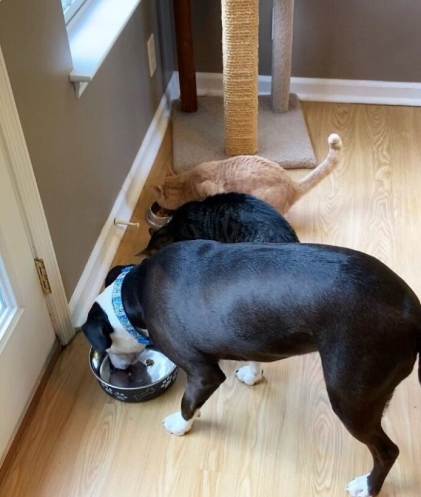 A pit bull lives among cats, and considers himself one of them