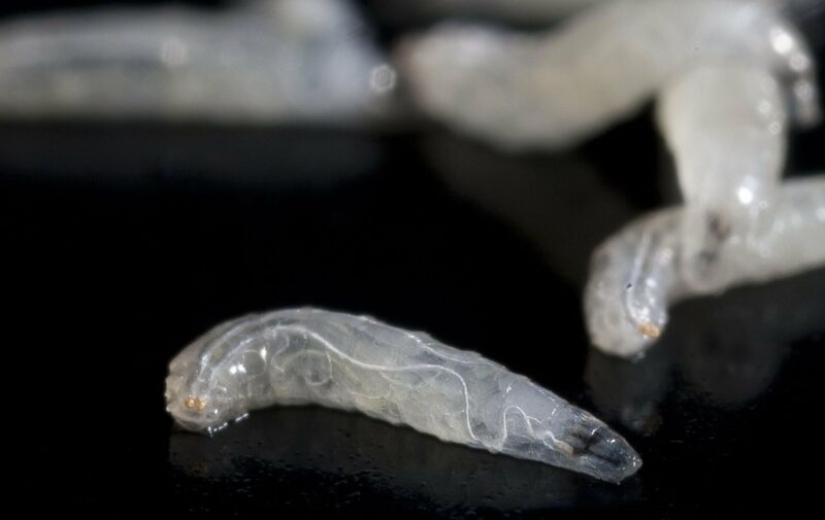 A revelation that will change your relationship to food, or Where in