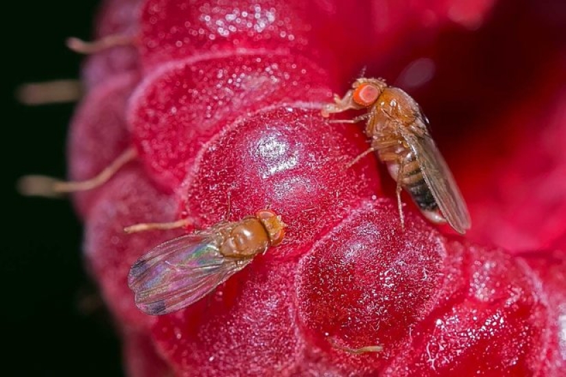 A revelation that will change your relationship to food, or Where in