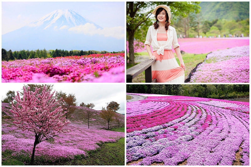 A riot of colors of herbal sakura