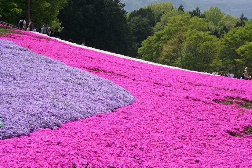 A riot of colors of herbal sakura