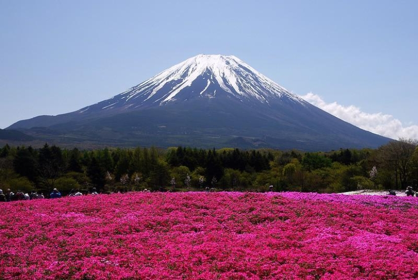 A riot of colors of herbal sakura