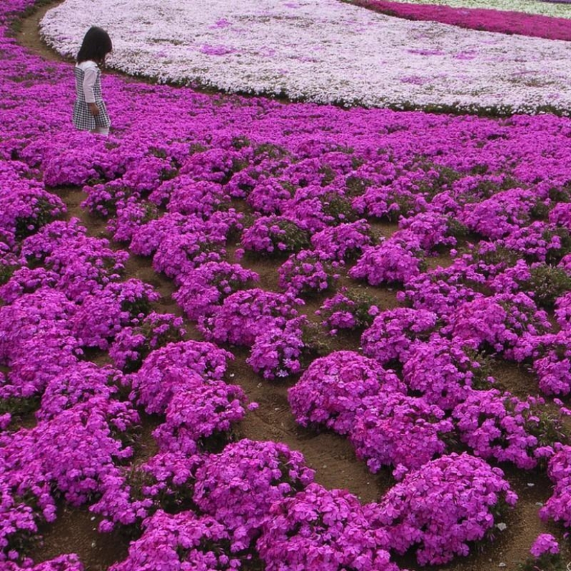 A riot of colors of herbal sakura