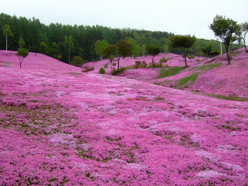 A riot of colors of herbal sakura