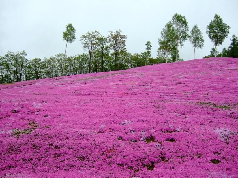 A riot of colors of herbal sakura