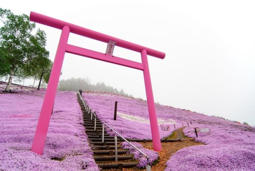 A riot of colors of herbal sakura