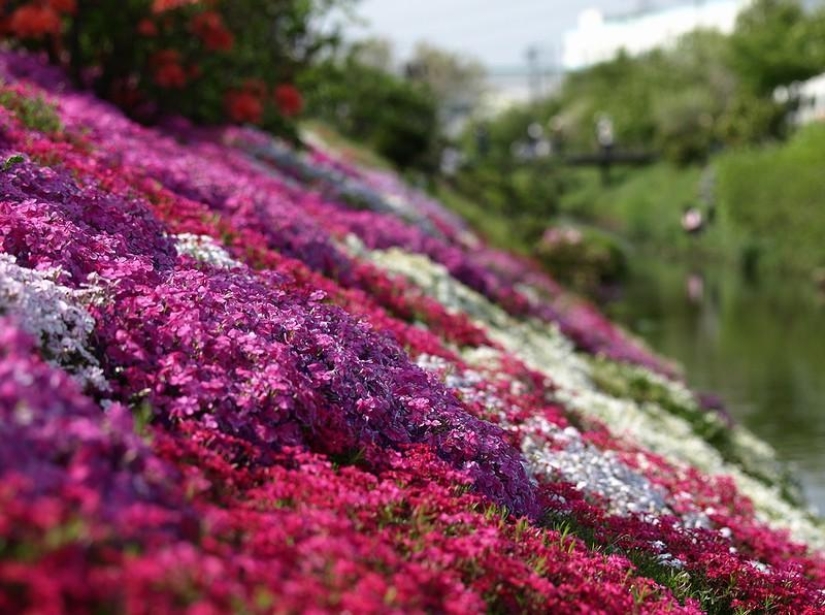 A riot of colors of herbal sakura