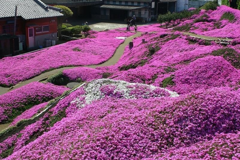 A riot of colors of herbal sakura