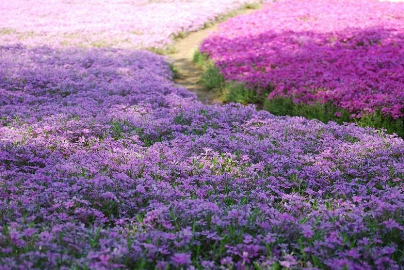 A riot of colors of herbal sakura