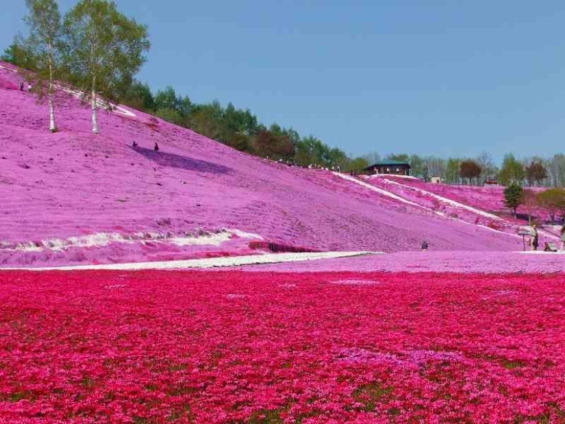 A riot of colors of herbal sakura