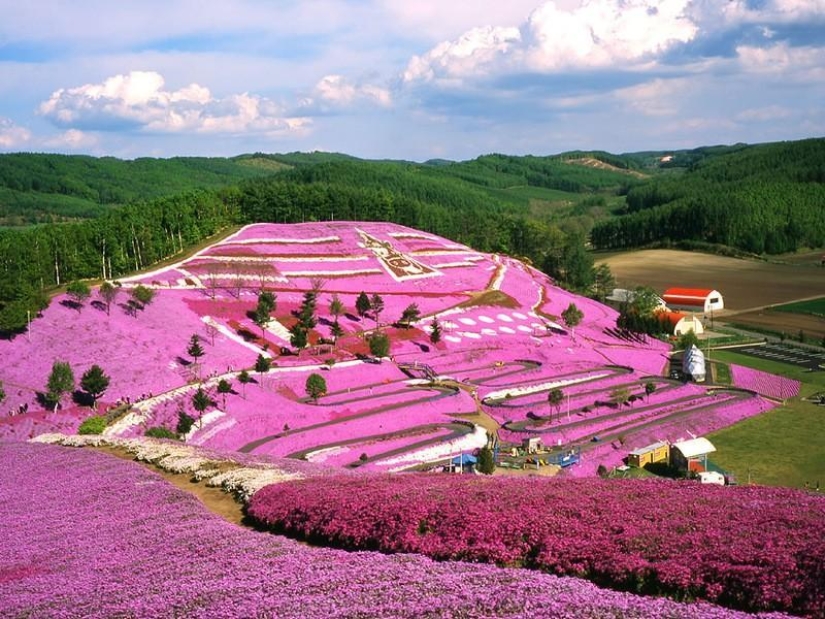 A riot of colors of herbal sakura