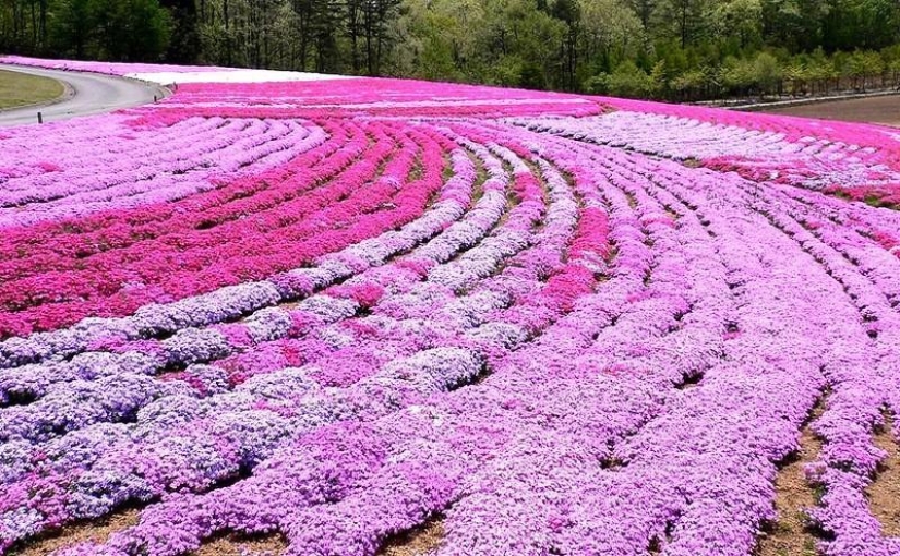 A riot of colors of herbal sakura