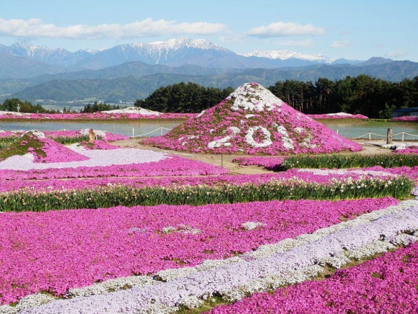 A riot of colors of herbal sakura