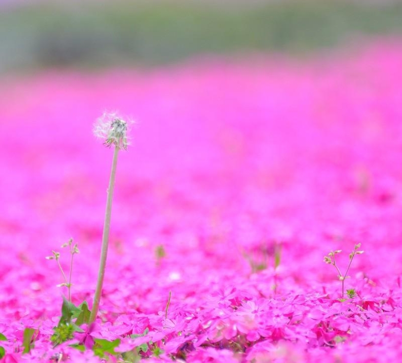 A riot of colors of herbal sakura