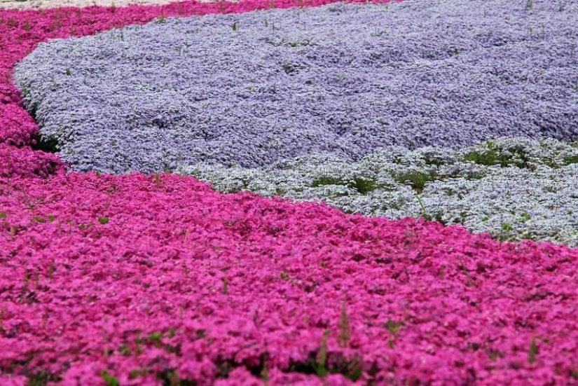 A riot of colors of herbal sakura