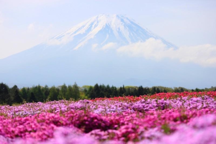 A riot of colors of herbal sakura