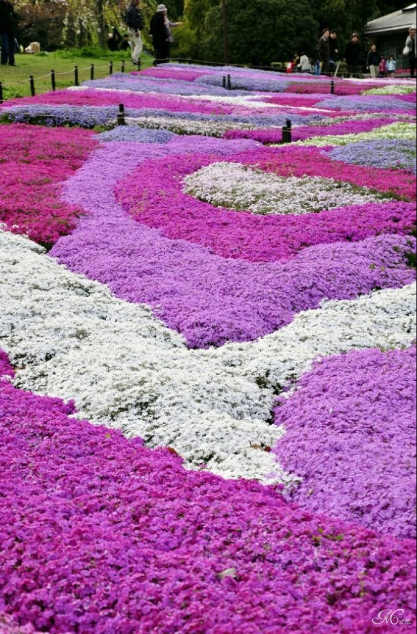 A riot of colors of herbal sakura