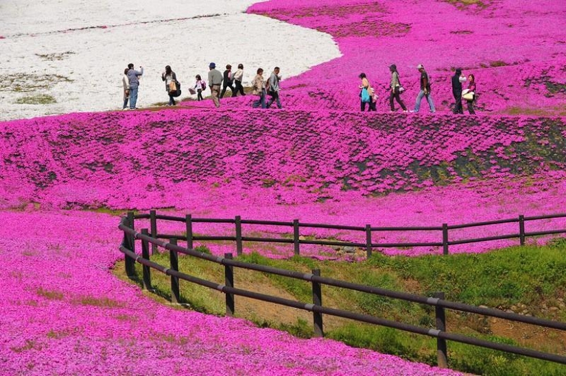 A riot of colors of herbal sakura