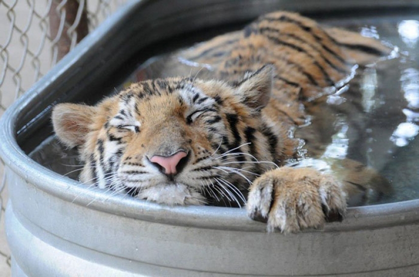 A sick circus tiger cub, weighing four times less than the prescribed weight, miraculously recovered