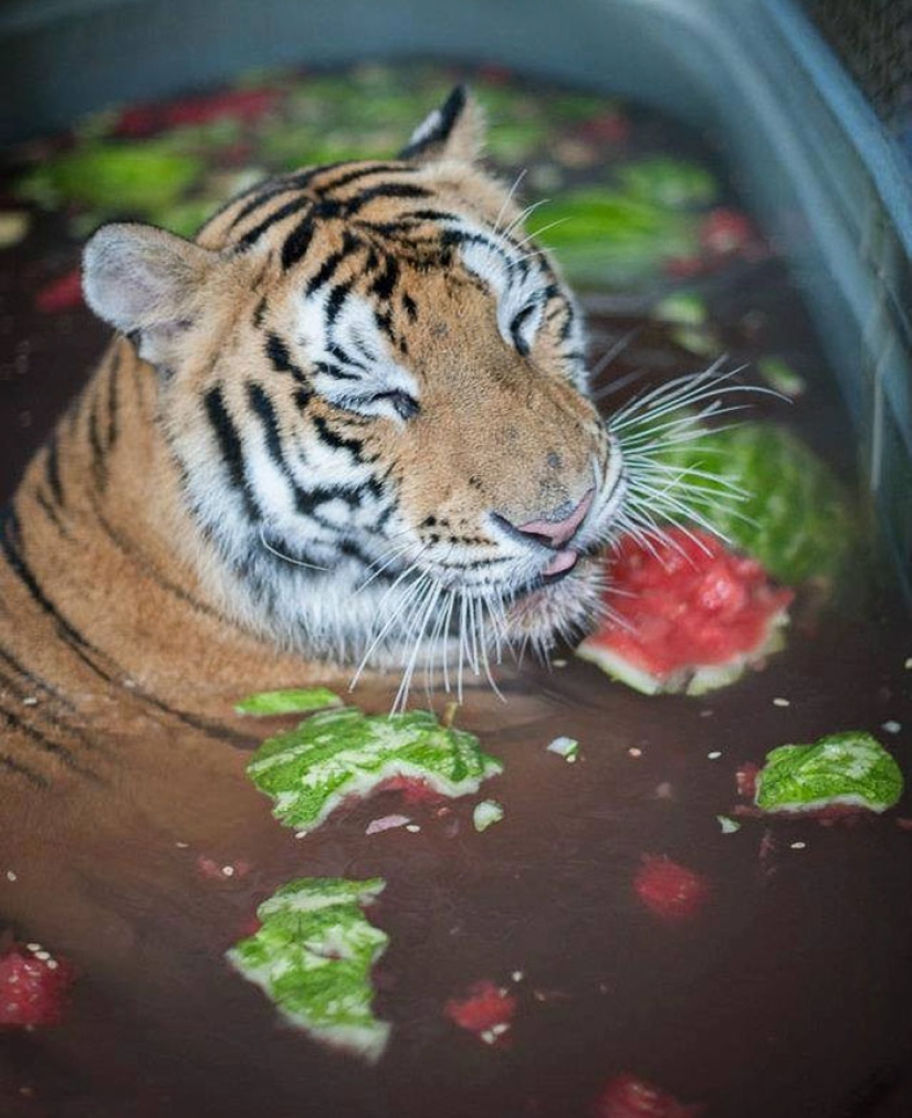 A sick circus tiger cub, weighing four times less than the prescribed weight, miraculously recovered