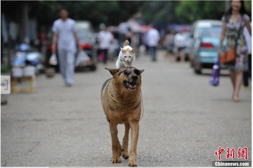 A strange couple on the street: a dog and a cat together