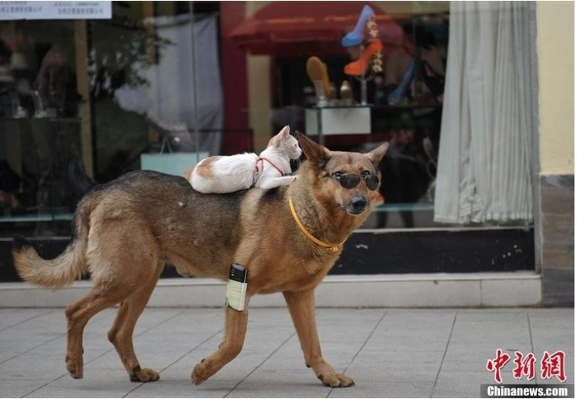 A strange couple on the street: a dog and a cat together