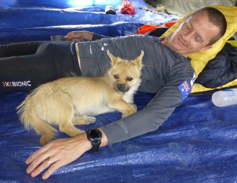 A stray dog ran 40 km after an athlete during a marathon and found a new owner