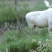 A Swedish researcher has captured an extremely rare white moose, which he has been looking for for three years
