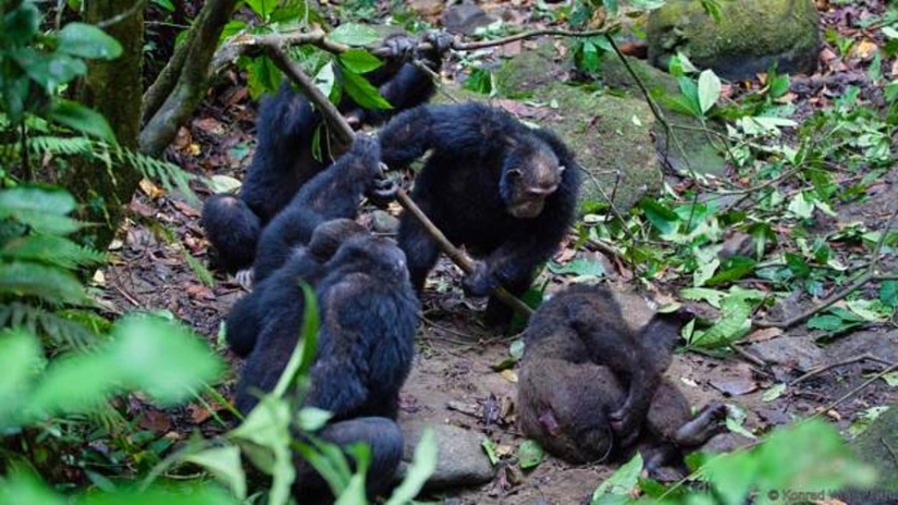 A todas las personas: cómo dos clanes de los chimpancés dio 4 años de sangrienta guerra