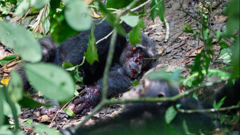 A todas las personas: cómo dos clanes de los chimpancés dio 4 años de sangrienta guerra