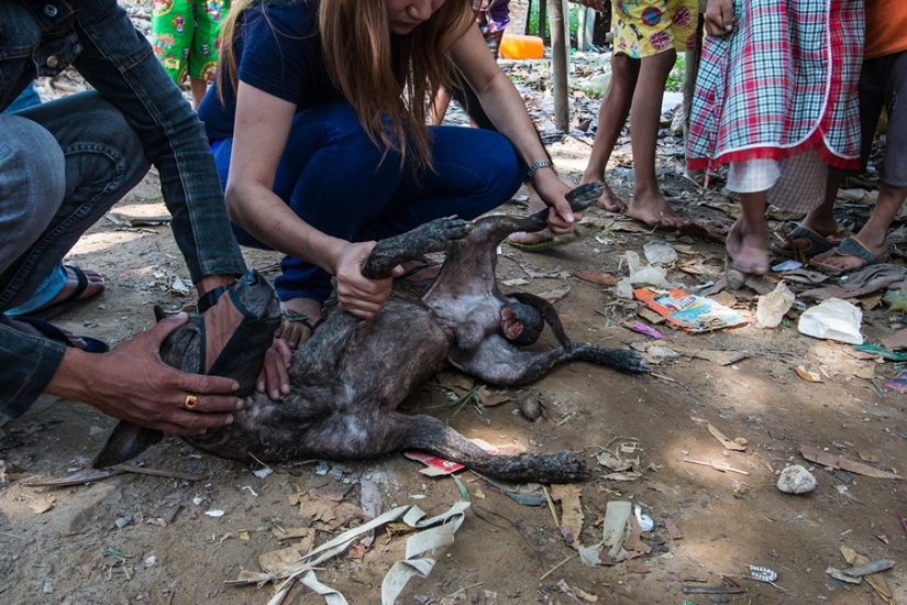 A touching story about a girl who saves stray dogs