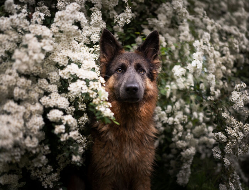 A través de la lente de un amante de los perros: 15 de mis fotografías favoritas que tomé