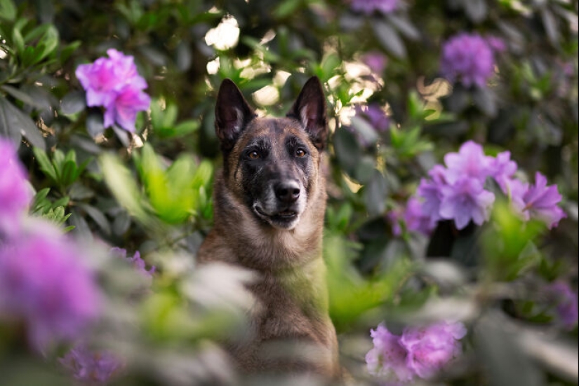 A través de la lente de un amante de los perros: 15 de mis fotografías favoritas que tomé