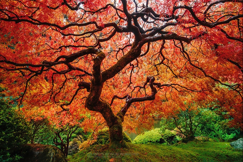 A wonderful dozen amazingly beautiful autumn transformations