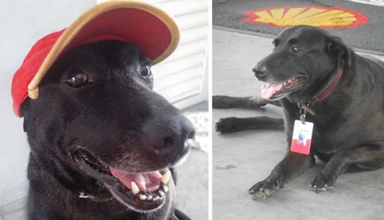 Abandonado en la gasolinera, el perro consiguió un trabajo y el amor de los nuevos dueños