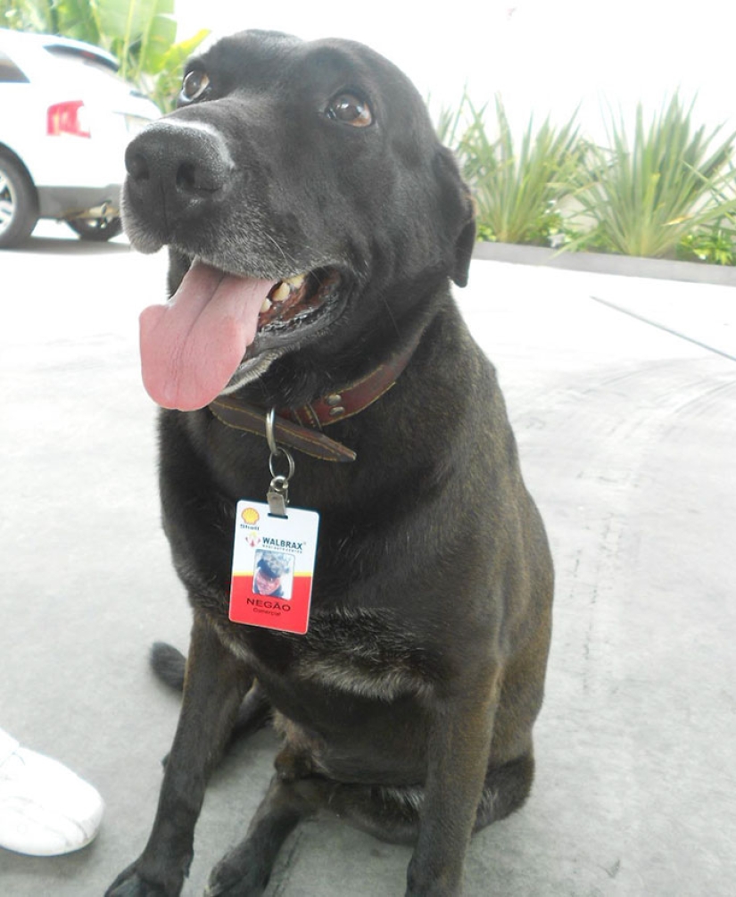 Abandoned at the gas station, the dog got a job and the love of new owners