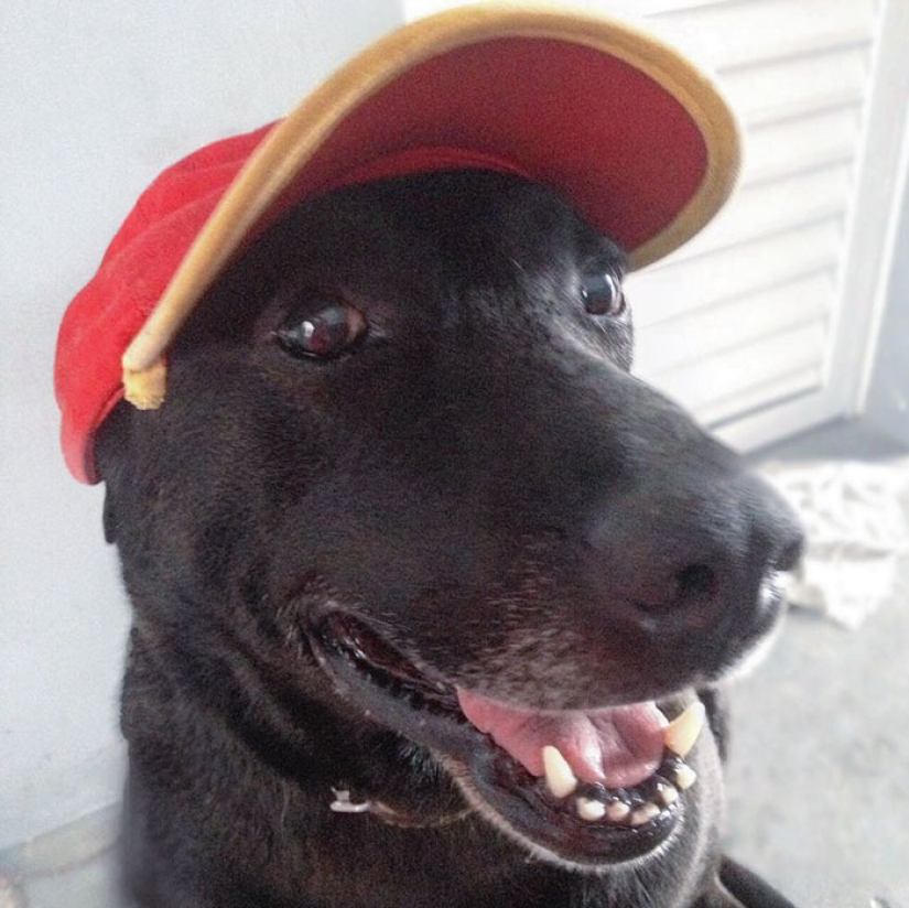 Abandoned at the gas station, the dog got a job and the love of new owners