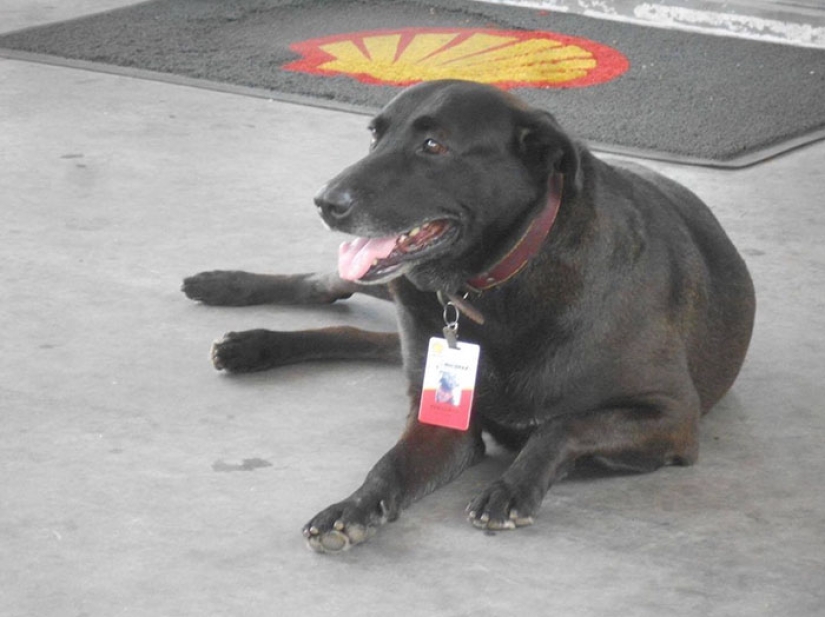 Abandoned at the gas station, the dog got a job and the love of new owners